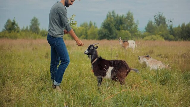 Cowboy farmer feeds goat . Farmer ranch