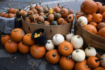 pumpkins and gourds