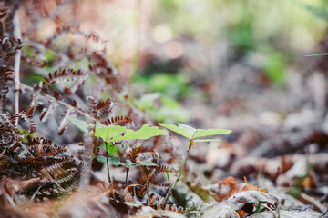 Photo gros plan et macro de trèfle dans une forêt