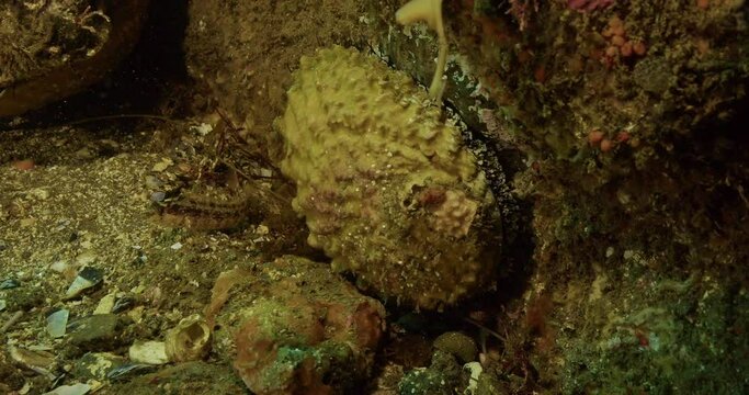  Pink abalone with nearby island kelpfish.