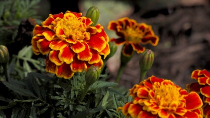 orange flower in the garden