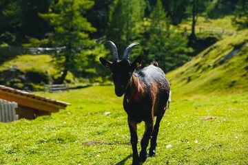 goat on the meadow