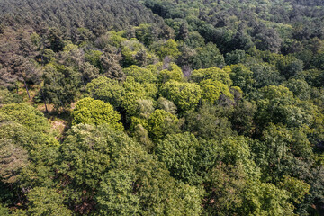 Fototapeta na wymiar Photo aérienne par drone dans la forêt de Bercé dans la Sarthe. 