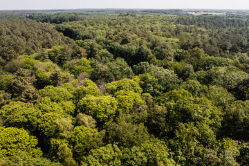 Photo aérienne par drone dans la forêt de Bercé dans la Sarthe. 