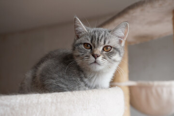 silver tabby british shorthair kitten with copper eyes lying on cat tree