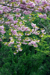 Spring cherry blossoms for background