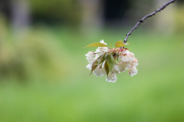 Gentle white with pink sakura or cherry double flowers with young green leaves on blurred green background. Selective focus