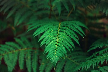 Fototapeta na wymiar Natural green fern in the forest. beautiful bright green fern background.