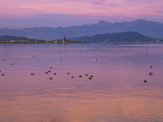Naklejka premium Sundown on the shores of the Upper Zurich Lake, Hurden, Schwyz, Switzerland. Large flocks of resting pochard ducks in the foreground.