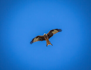 Red Kite (Rotmilan) (Milvus milvus) flying over the shores of the Upper Zurich Lake, Switzerland
