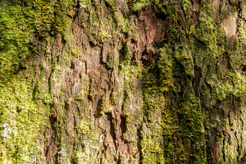 Tree bark with moss under the sunshine