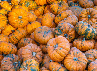 Musquée de Provence or fairytale pumpkin (Cucurbita moschata), a slightly flattened and deeply lobed pumpkin  from southern France