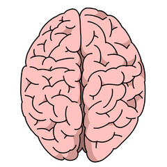 Illustration of the brain seen from above