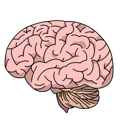 Color illustration of the brain seen from the side