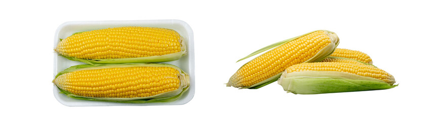Sweet Corn Ears Isolated, Maize Cob Cut, Autumn Sweetcorn