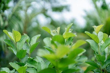 Kimju guava has young leaves that are good food for various insects.