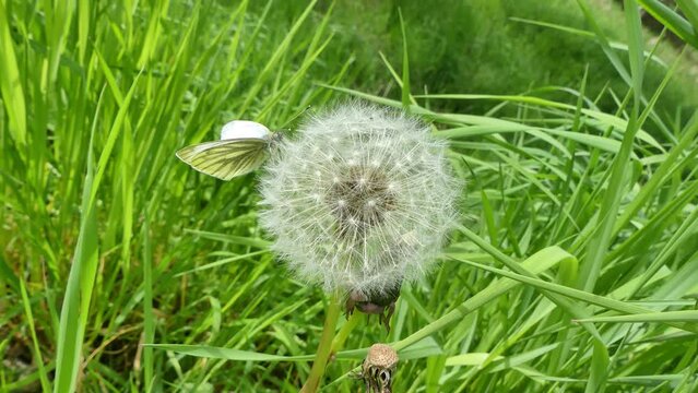 Butterfly Green-veined white, Pieris napi on dandelion with seeds in meadow among green grass on windy spring weather - slow motion, close up shot. Topics: beauty of nature, flora, natural environment
