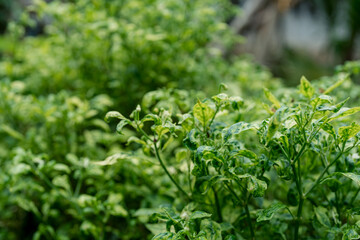 Chili plants that are invaded by the fungus will have bent and yellow leaves because the infection,...