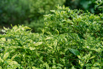 Chili plants that are invaded by the fungus will have bent and yellow leaves because the infection, if not treated quickly, may spread to other plants.