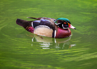 Wood Duck (Aix sponsa).Wood Duck (Aix sponsa) spotted outdoors