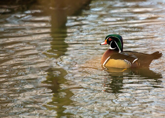 Wood Duck (Aix sponsa).Wood Duck (Aix sponsa) spotted outdoors