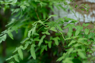 Obraz premium Lipao grass is used for making basketry and various handicrafts in Thailand.