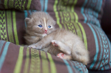 Liegendes Britisch Kurzhaar Kitten