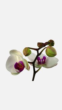 Time lapse of opening white Orchid (Phalaenopsis) flower isolated on white background, vertical orientation