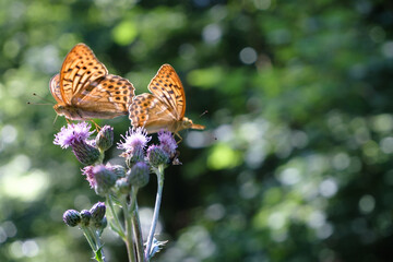 Nahaufnahme eines Kaisermantels, Argynnis paphia auf einer Ackerdistel im Sonnenlicht.