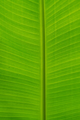 Green banana leaf texture background.