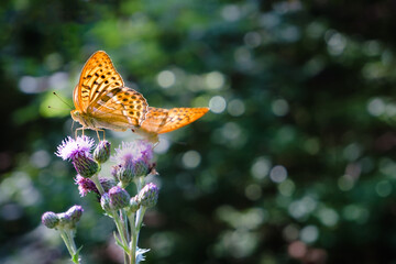 Nahaufnahme eines Kaisermantels, Argynnis paphia auf einer Ackerdistel im Sonnenlicht.