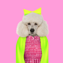 Dog, poodle wearing bright clothes and hair bow over pink background. Contemporary art collage.