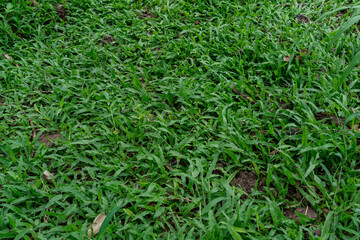 Green grass texture background that is pleasing to the eye.
