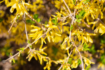 close up of yellow flowers, forsythia 
