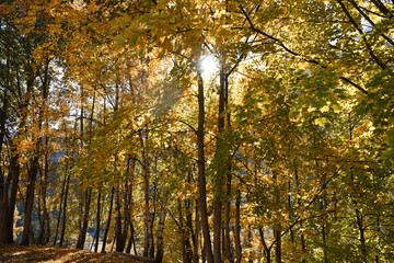 autunno colori alberi