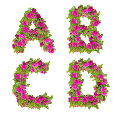 Illustration of pink wild rose flowers alphabet  - letters A-D