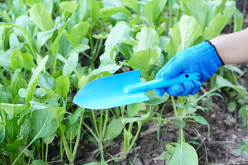 Close up gardener hand holds digging blue shovel in vegetable garden. Concept, agriculture for...