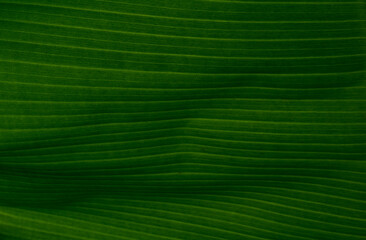 Green banana leaf texture background.