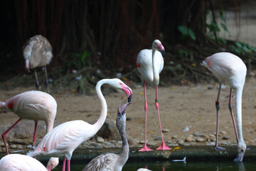 a Caribbean flamingo. Big bird is relaxing enjoying the summertime