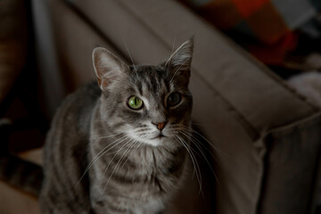 Gray tabby cat with green eyes