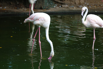 a Caribbean flamingo. Big bird is relaxing enjoying the summertime