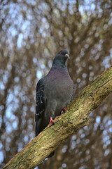 blue dove on a tree branch