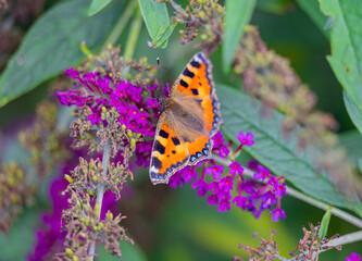 Kleiner Fuchs Schmetterling auf einer Blumen Blüte 