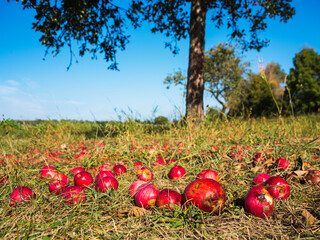 Red apples on the ground