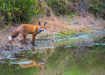 Young fox in its natural habitat in a forest with river