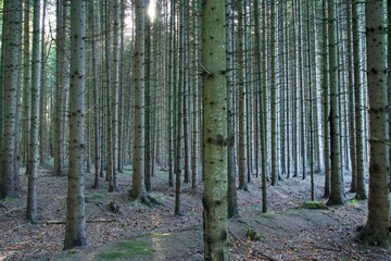 Sunlight in the forest, Ciucas Mountains, Romania