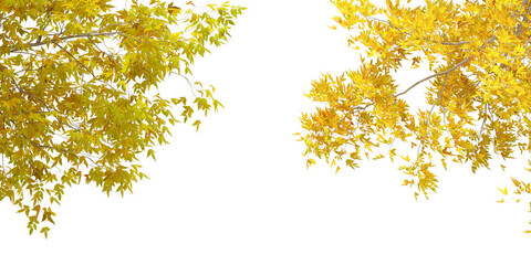 autumn leaves on a white background