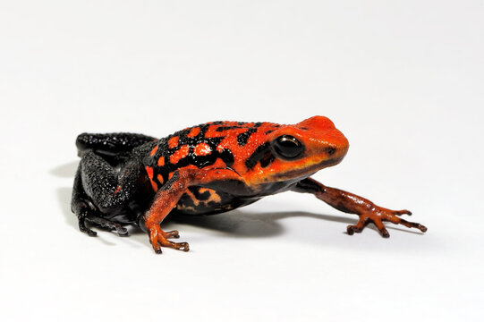 Silverstone's poison frog // Roter Prachtgiftfrosch (Ameerega silverstonei / Epipedobates silverstonei) 