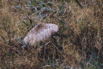 parasol mushroom, macrolepiota procera, on a mountain meadow at a cold autumn morning