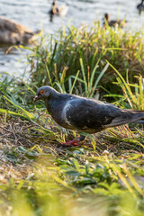a dove looking around on a grassy lawn. Wildlife in the city. Birds on the river bank in the city.